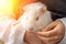 Cute white guinea pig held by a child.