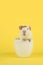 Cute white guinea pig in a white easter egg on a yellow background in a vertical image