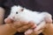 Cute white hamster sits on the hands of a man.