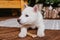 A cute white husky puppy lies on the carpet at home and gnaws on a bone. An albino dog with different eyes sits on a wooden floor