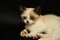 Cute white kitten with brown ears, British Shorthair, lies on a black background. Little beautiful cat with blue eyes looks