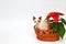 Cute white kitten with brown ears, British Shorthair, peeps out an orange basket with  red flower on a white background, isolate.