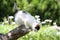 Cute white kitten climbing down from the tree