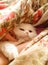 Cute, white kitten in a colored blanket, girls hands.