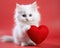 cute white kitten holding a red heart.