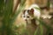 Cute white kitten play or hunting in the garden, cat hunter