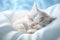 Cute White Kitten Sleeps on Blue Blanket