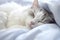 Cute White Kitten Sleeps on Blue Blanket