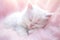 Cute White Kitten Sleeps on Pink Blanket