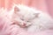 Cute White Kitten Sleeps on Pink Blanket