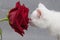 cute white kitten sniffs a red rose,