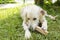 Cute white labrador holding wooden plank in mouth and playing while lying on green grass