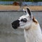 Cute white lama with black eyes and ears profile on empty grey cement background. And sand and trees are seen far away