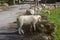 Cute white lamb in countryside. Small fluffy sheep in pasture. Farm animals concept. Friendly domestic lamb.