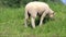 Cute white lamb grazing on