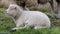 Cute white lamb ruminating