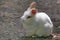 Cute white lionhead rabbit