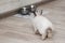 Cute white little domestic rabbit runs to bowls with food