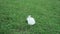 Cute white little rabbit feeds on green fresh grass on the lawn