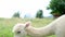 Cute white llama grazes in the mountains, appetizingly chews grass in a green pasture, juicy grass in an alpine meadow in