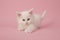 Cute white main coon baby cat kitten playing on a pink background