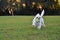 Cute white male maltese puppy playing fetch