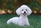 Cute white male poodle puppy