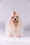 Cute white maltese dog in studio. Maltese happiness dog sitting. Maltese in Long Hair.