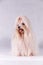 Cute white maltese dog in studio. Maltese happiness dog sitting. Maltese in Long Hair.