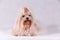 Cute white maltese dog in studio. Maltese happiness dog sitting. Maltese in Long Hair.