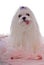 Cute White Maltese on Pink Feathers