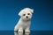 Cute White Maltese Puppy Sits and Curiously Looking in Camera