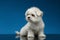 Cute White Maltese Puppy Sits and Looking left ,blue