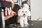 Cute white maltipoo standing on the table