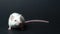 Cute white mouse on a black background.