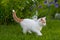 A Cute White & Orange Kitten Stalking through the Grass