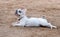 Cute white with patches French Bulldog Bouledogue Francais, Frenchies lying down on sand background