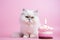 Cute white persian cat with birthday cake and candle on pink background, Cute white cat with birthday cake on pink background,