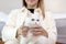 Cute white Persian cat in owner hand, woman holding adorable long hair kitty and showing to camera while sitting on sofa in living