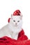 Cute white persian cat with santa hat