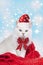 Cute white persian cat with santa hat