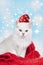 Cute white persian cat with santa hat