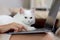 Cute white Persian cat sitting on laptop keyboard, owner woman working on computer with her happy fluffy comfortably pet, girl