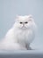 Cute white persian kitten on dark background. Studio shot.