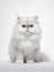 Cute white persian kitten on white background. Studio shot.