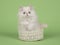 Cute white persian longhair kitten sitting in a white lace basket looking at the camera with blue eyes on a green background