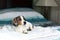 Cute white piebald dachshund puppy dog laying relaxed on the bed on a beautiful morning waking up