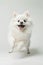 Cute white playful Pomeranian dog jumping looking straight into the camera. Loyal friendly house pet concept