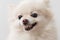 Cute White Pomeranian getting angry