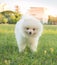 Cute white Pomeranian (Pom) playing on the lawn